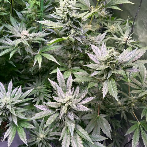 Cap Junk Ultra growlog timeline photo