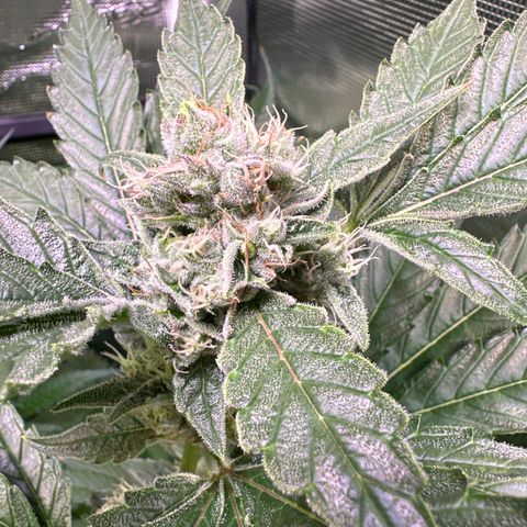 Oreoz growlog timeline photo