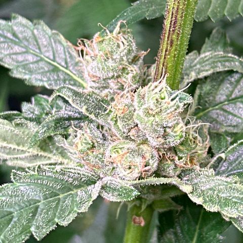 Oreoz growlog timeline photo