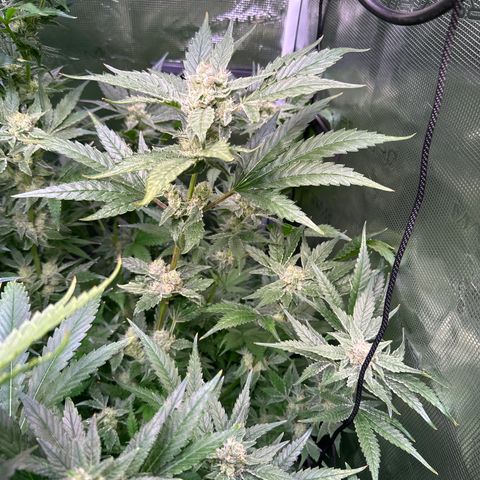 Oreoz growlog timeline photo