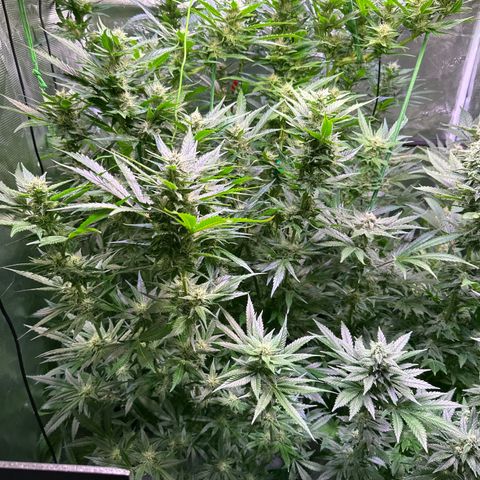 Oreoz Ultra growlog timeline photo