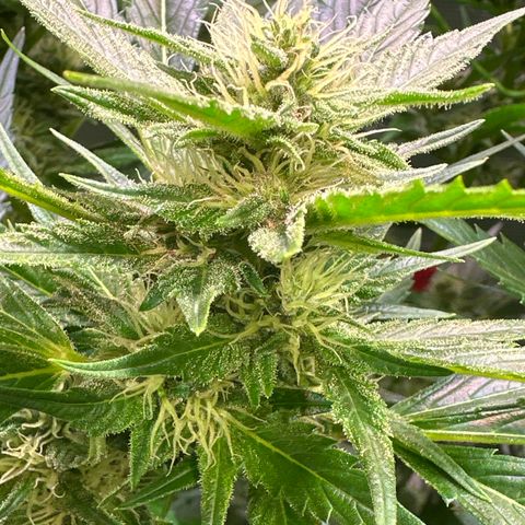 Oreoz Ultra growlog timeline photo
