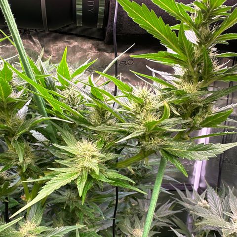 Oreoz Ultra growlog timeline photo