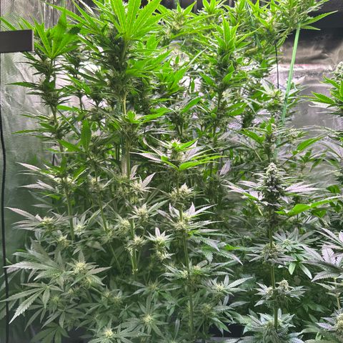 Oreoz Ultra growlog timeline photo