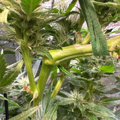 Oreoz Ultra growlog timeline photo