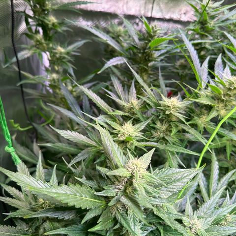Oreoz Ultra growlog timeline photo