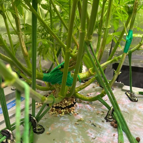 Oreoz Ultra growlog timeline photo