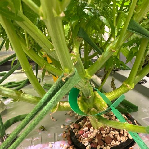 Cap Junk Ultra growlog timeline photo