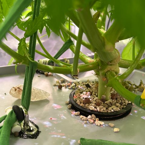 Oreoz growlog timeline photo