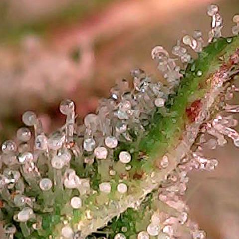 Oreoz growlog timeline photo
