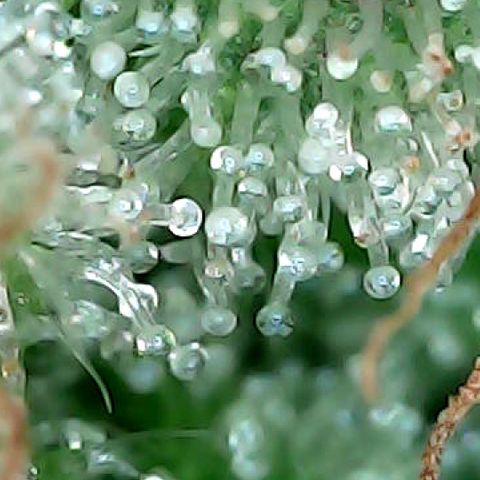Oreoz growlog timeline photo