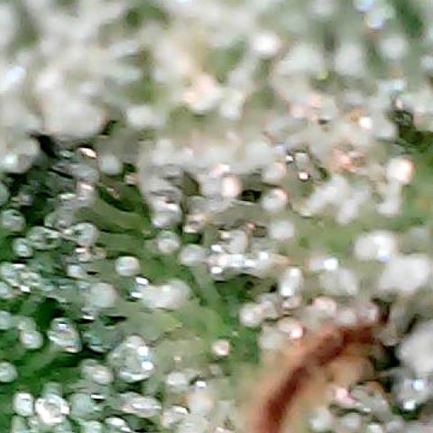 Oreoz growlog timeline photo