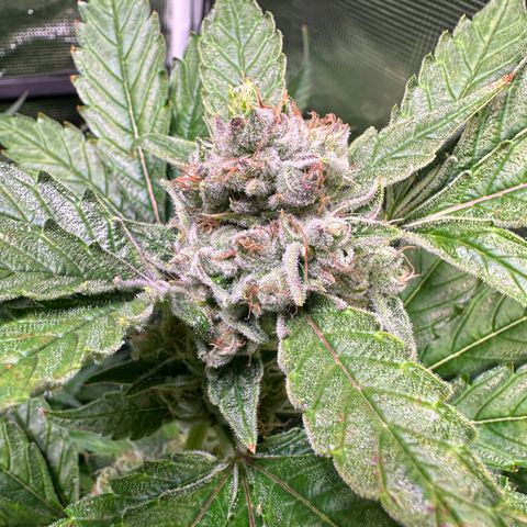 Oreoz growlog timeline photo