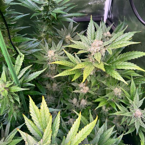 Oreoz growlog timeline photo