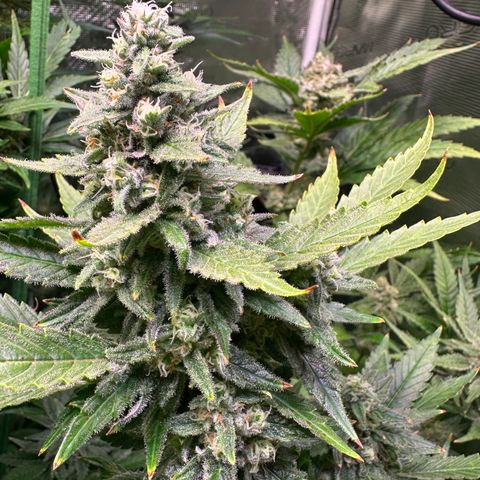 Cap Junk Ultra growlog timeline photo