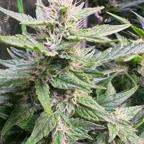 Oreoz Ultra growlog timeline photo