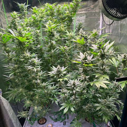 Oreoz Ultra growlog timeline photo