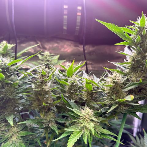 Oreoz Ultra growlog timeline photo
