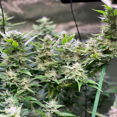 Oreoz Ultra growlog timeline photo