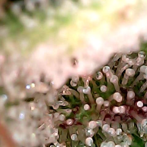 Oreoz Ultra growlog timeline photo
