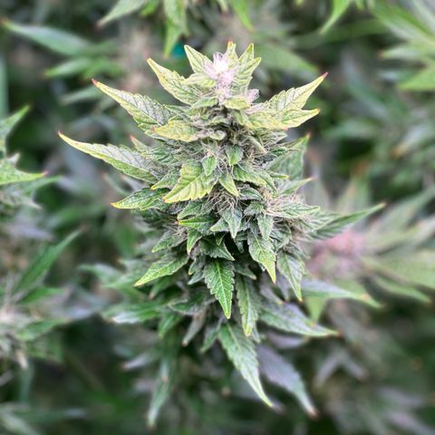 Oreoz Ultra growlog timeline photo