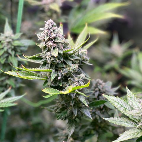 Oreoz Ultra growlog timeline photo