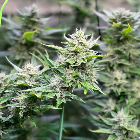 Oreoz Ultra growlog timeline photo