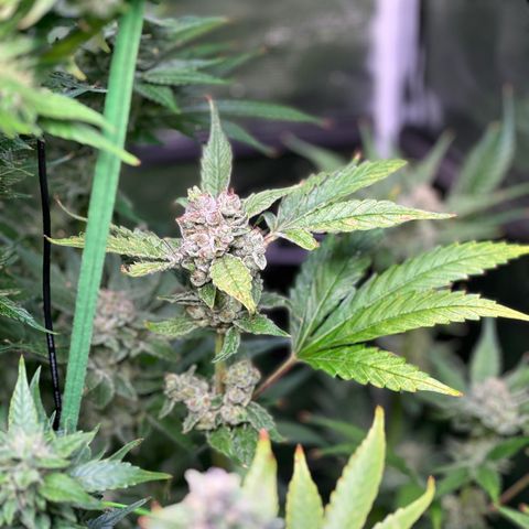 Oreoz Ultra growlog timeline photo