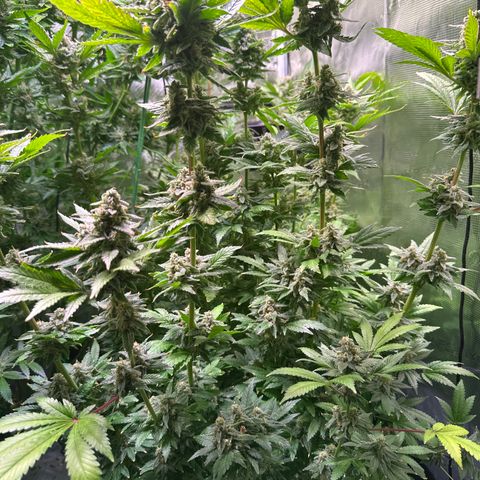 Cap Junk Ultra growlog timeline photo