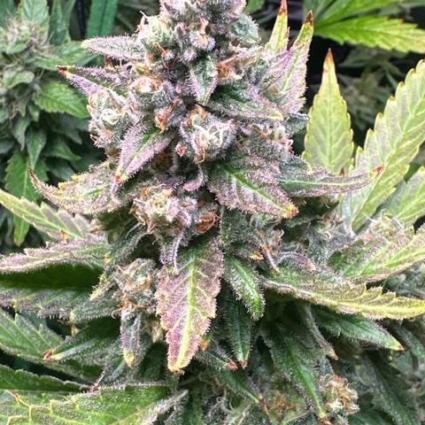 Cap Junk Ultra growlog timeline photo