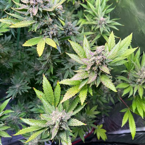 Cap Junk Ultra growlog timeline photo