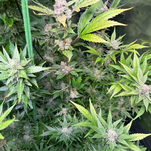Oreoz growlog timeline photo