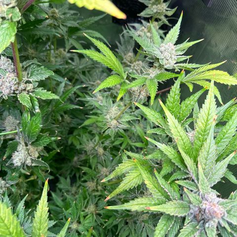 Oreoz growlog timeline photo