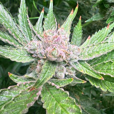 Oreoz growlog timeline photo