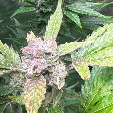 Oreoz growlog timeline photo