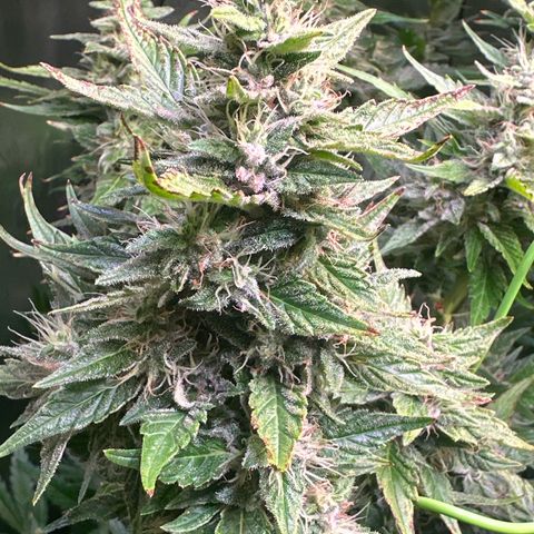Oreoz Ultra growlog timeline photo