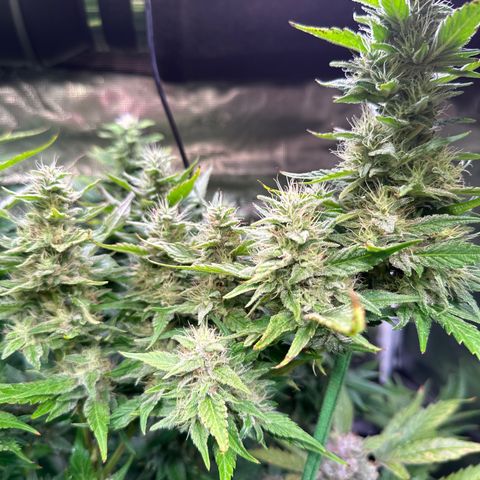 Oreoz Ultra growlog timeline photo
