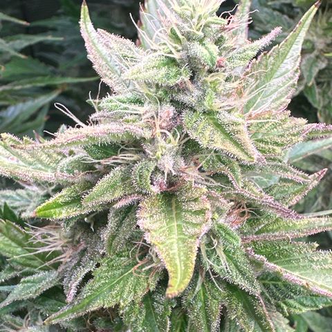 Oreoz Ultra growlog timeline photo