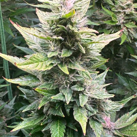 Oreoz Ultra growlog timeline photo