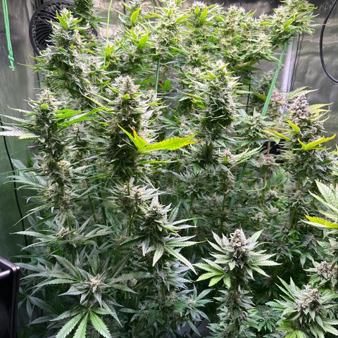 Oreoz Ultra growlog timeline photo