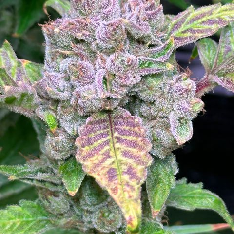 Oreoz growlog timeline photo