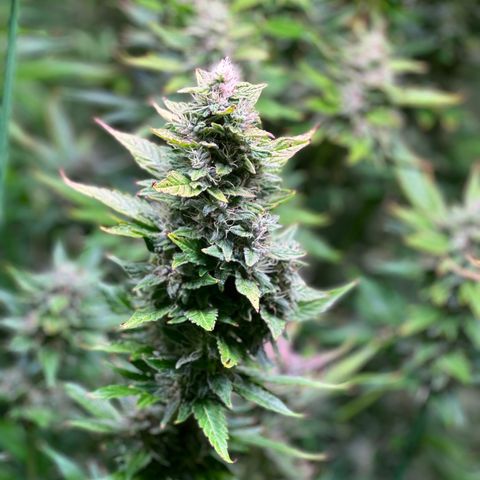 Oreoz growlog timeline photo