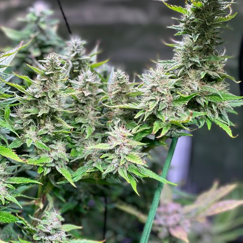 Oreoz growlog timeline photo