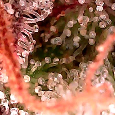 Cap Junk Ultra growlog timeline photo