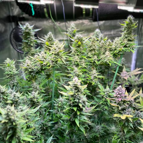 Oreoz growlog timeline photo