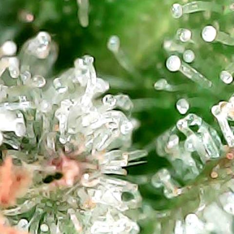 Cap Junk Ultra growlog timeline photo