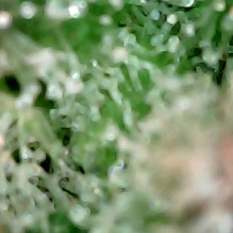 Cap Junk Ultra growlog timeline photo
