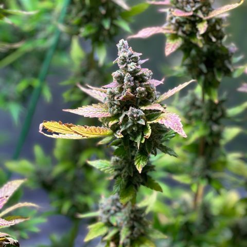 Cap Junk Ultra growlog timeline photo