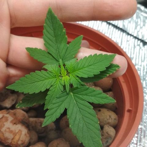 Auto Bubble Gum growlog photo: Пустил корни со ствола+ ещё новые растут