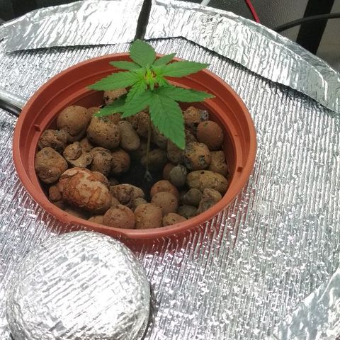 Auto Bubble Gum growlog photo: Пустил корни со ствола+ ещё новые растут